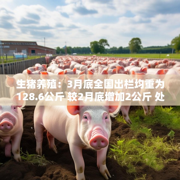 生猪养殖：3月底全国出栏均重为128.6公斤 较2月底增加2公斤 处于2022年以来的最高水平